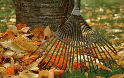 How to Protect Your Back While Raking Leaves